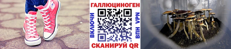 Псилоцибиновые грибы прущие грибы  ссылка на мегу ССЫЛКА  Кирс  купить наркоту 